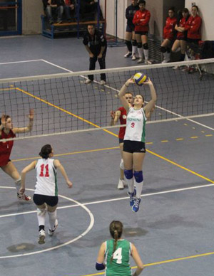 Agrifoglio Beatrice (alzata)